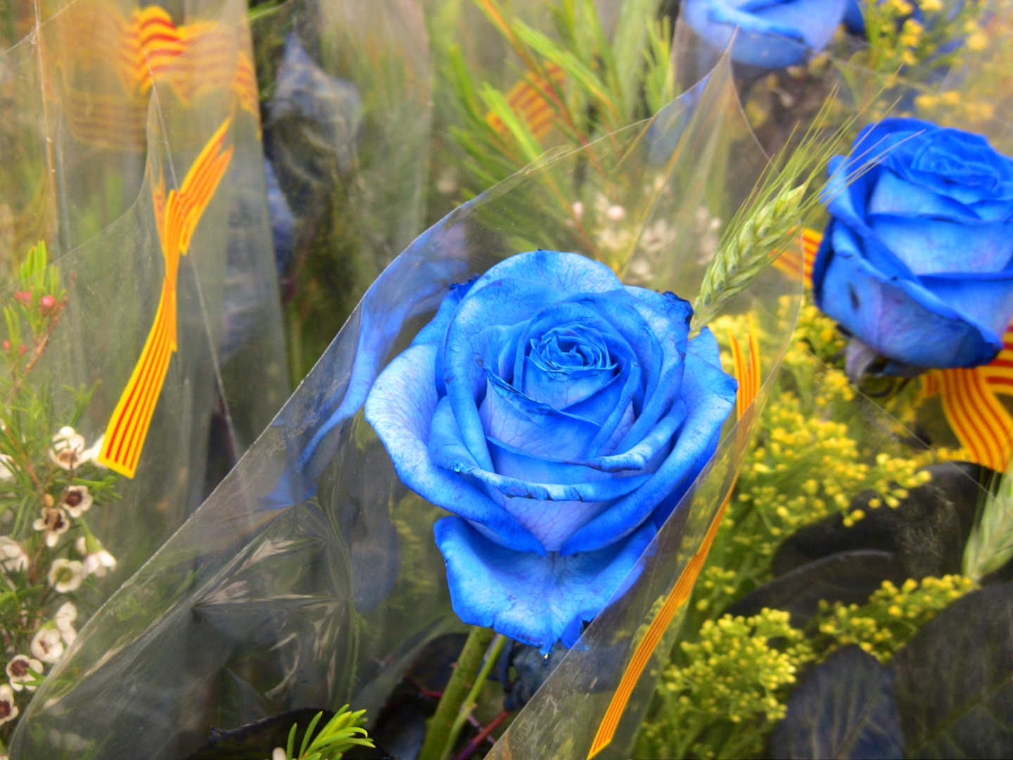 blaue Rose zum Sant Jordi Festival in Barcelona Foto & Bild