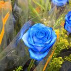 blaue Rose zum Sant Jordi Festival in Barcelona