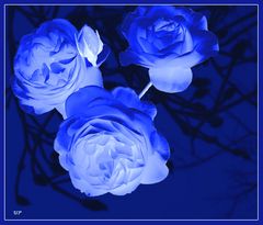 Blaue Rosen?