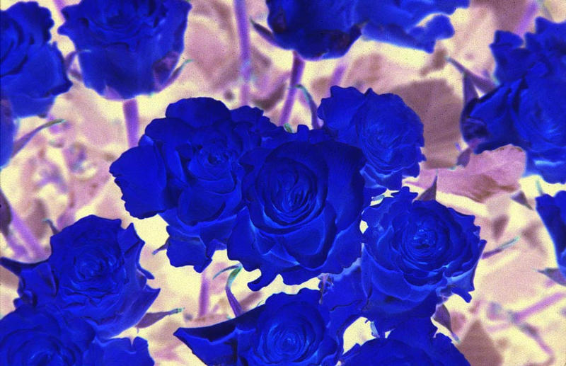 Blaue Rosen
