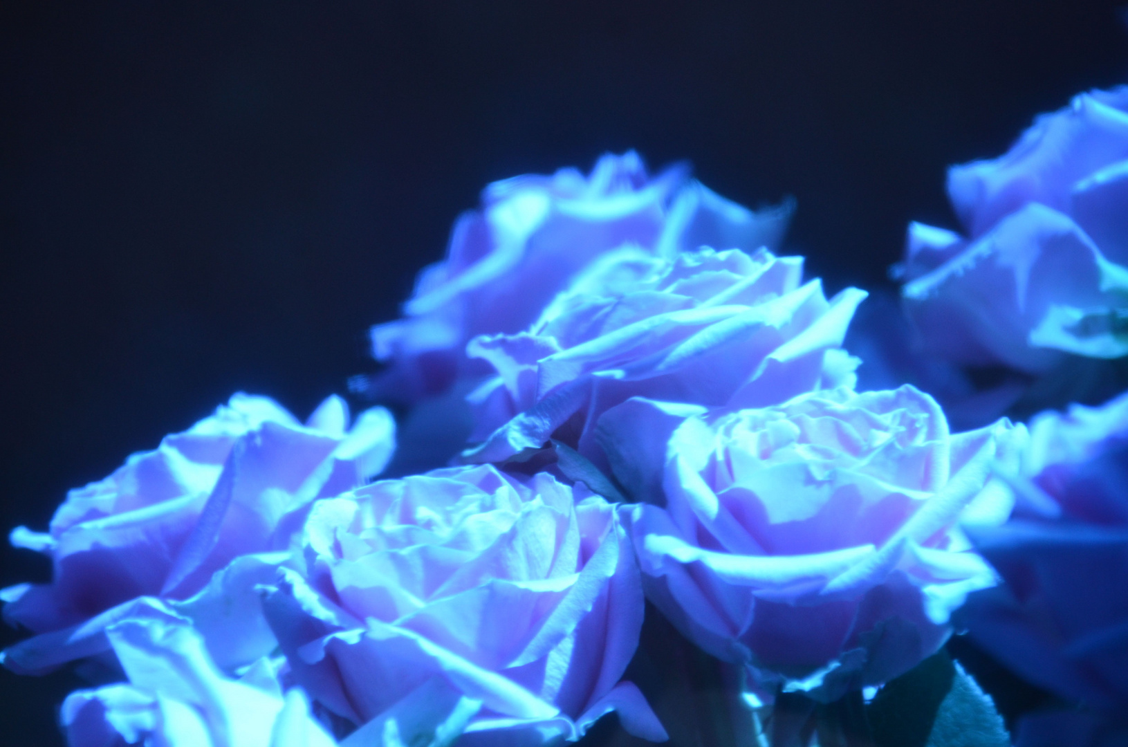 Blaue Rosen