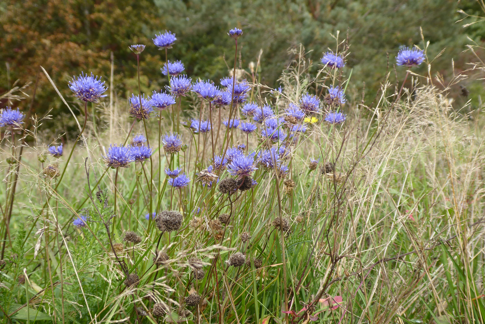 blaue Sandglöckchen zum Blue Monday