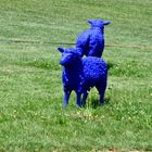 Blaue Schafe