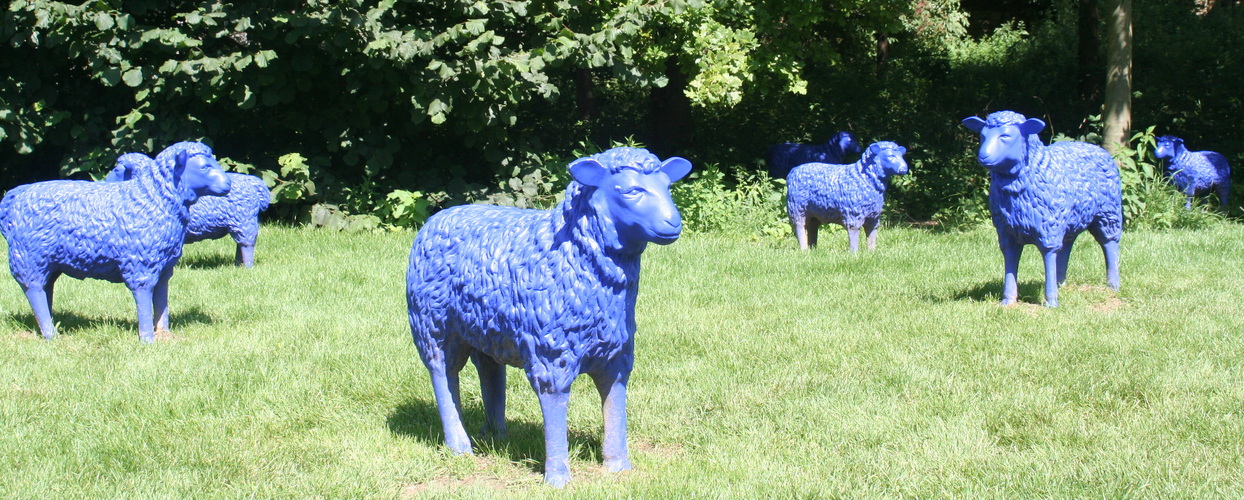 blaue Schafe