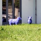 blaue Schafe