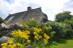 Blaue Scheune  Sommer Insel Hiddensee 