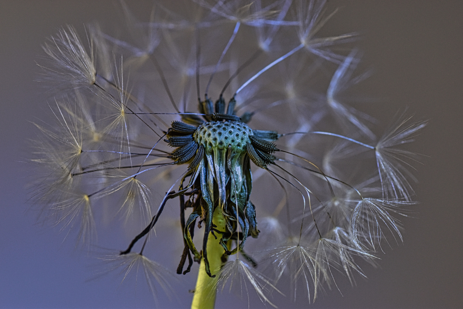 Blaue Schirmchen am Mittwoch