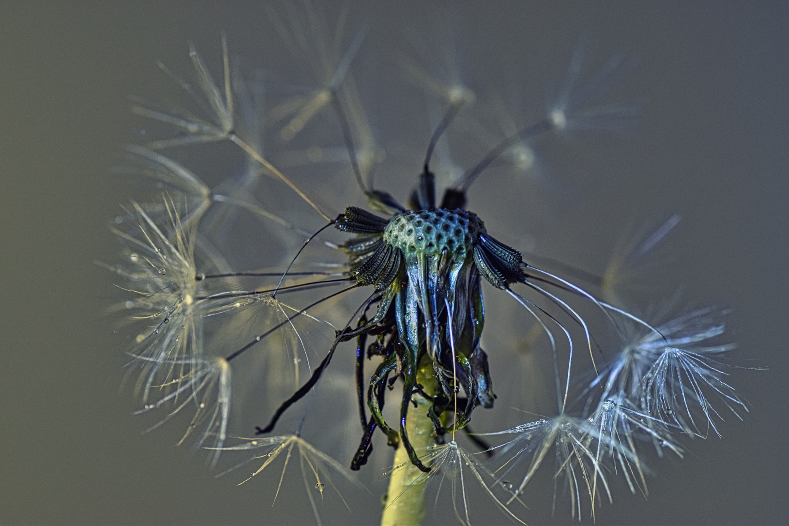 Blaue Schirmchen am Montag