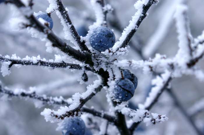 blaue Schlehen im Frost