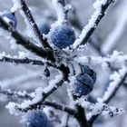 blaue Schlehen im Frost