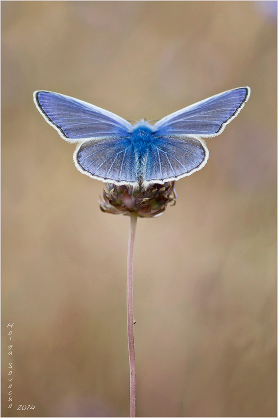 Blaue Schleife