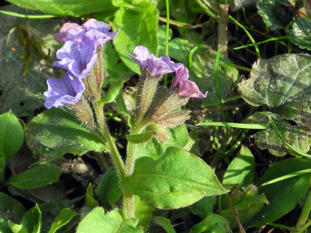 blaue Schlüsselblume