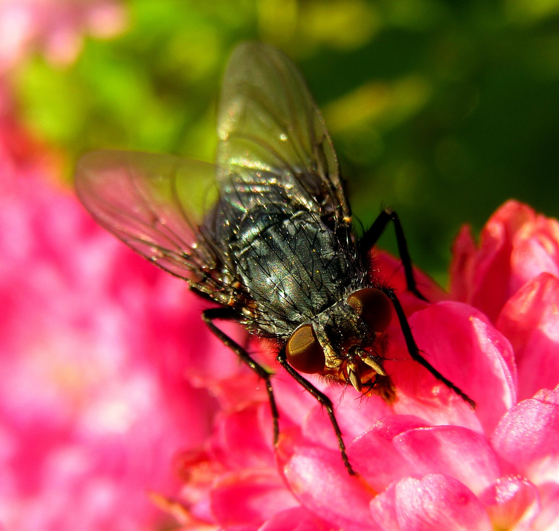 Blaue Schmeiß- oder Fleischfliege (Calliphora vicina) 