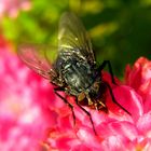 Blaue Schmeiß- oder Fleischfliege (Calliphora vicina) 