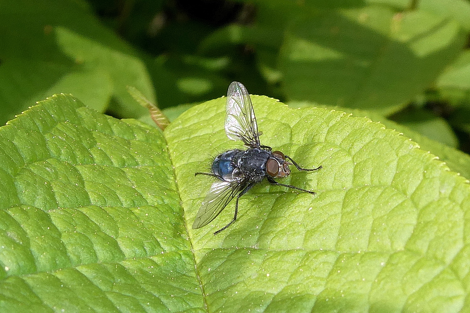 Blaue Schmeißfliege