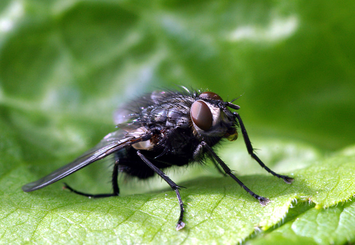 Blaue Schmeissfliege