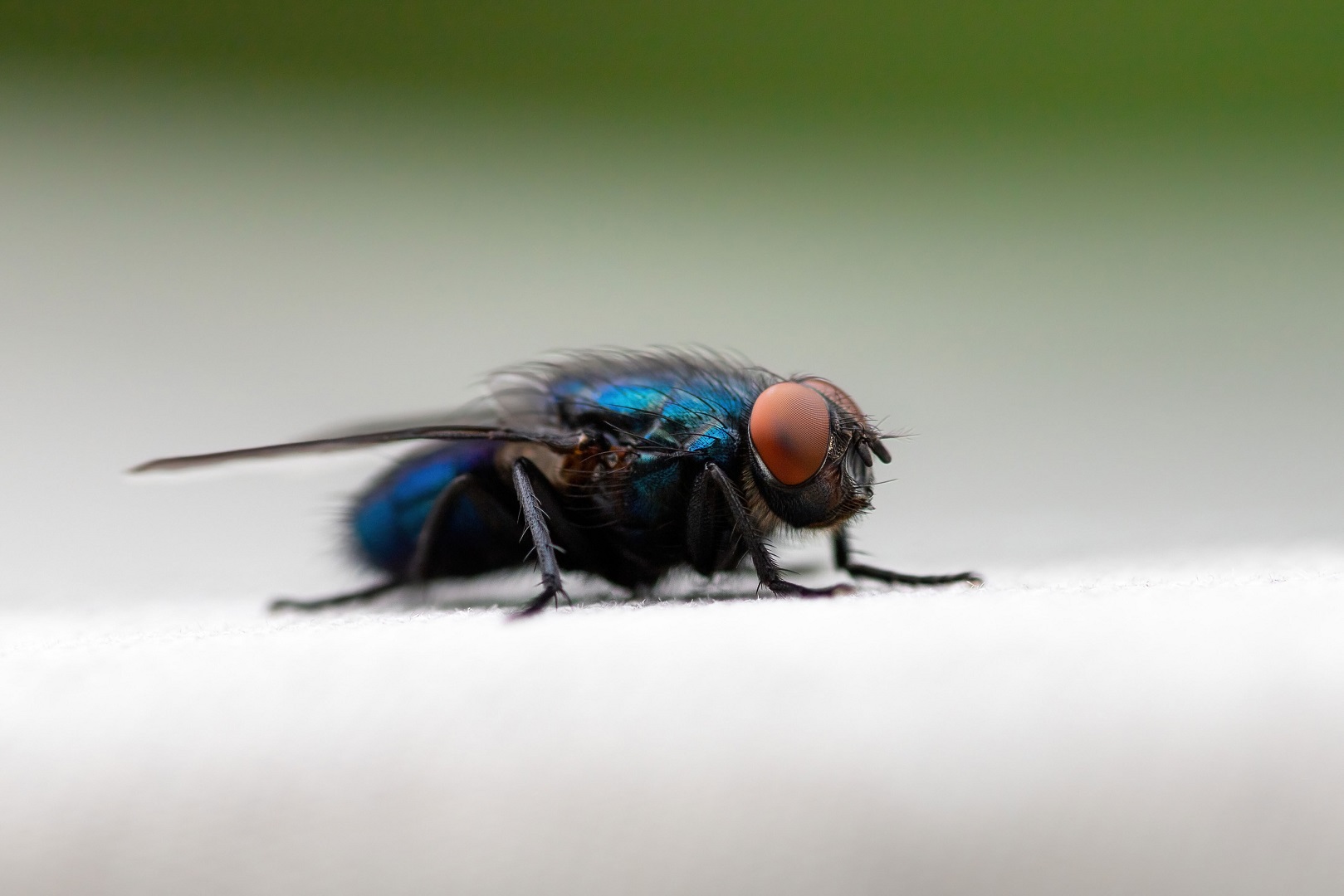 Blaue Schmeißfliege