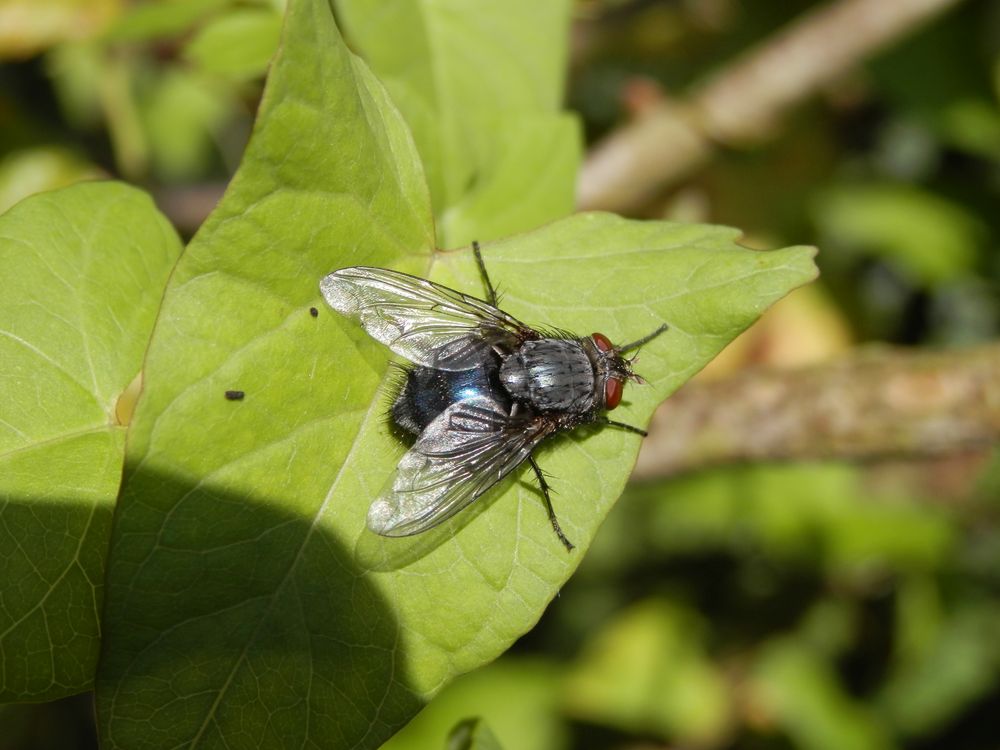 Blaue Schmeißfliege