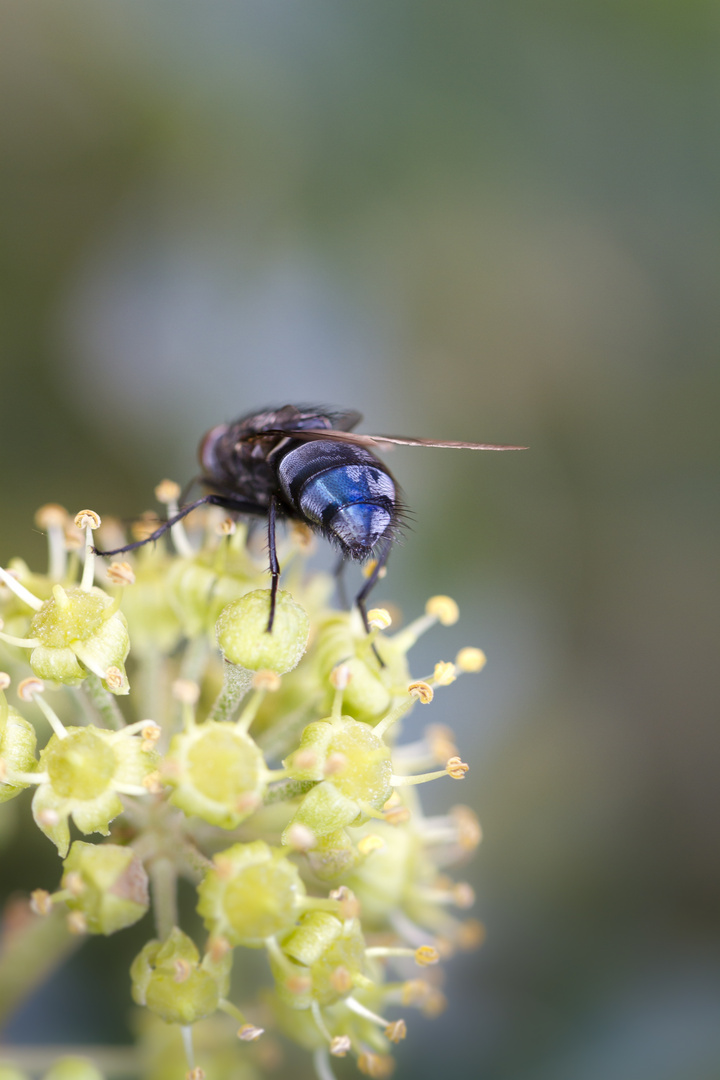 Blaue Schmeissfliege