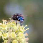 Blaue Schmeissfliege