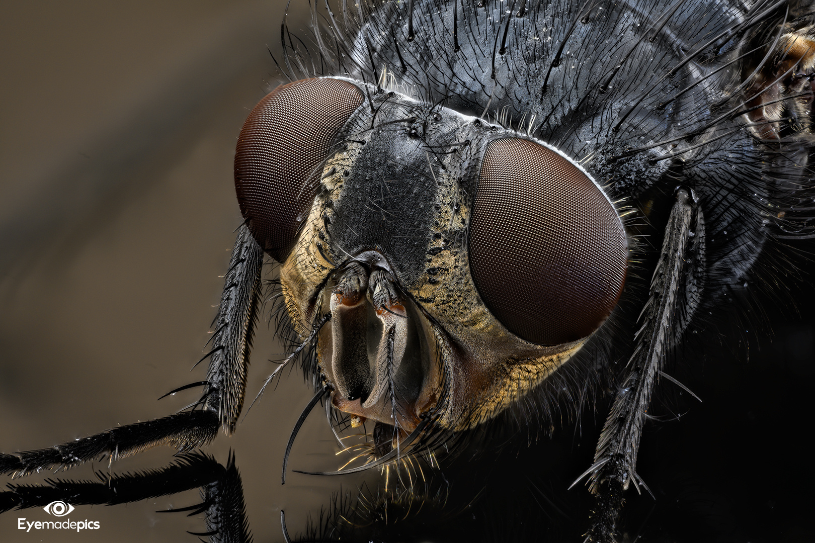 Blaue Schmeissfliege (Calliphora)