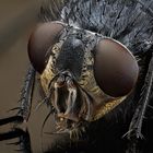 Blaue Schmeissfliege (Calliphora)