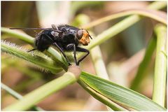 Blaue Schmeißfliege (Calliphora spec.)