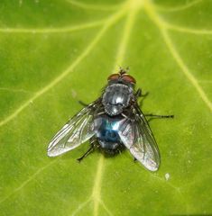 Blaue Schmeißfliege (Calliphora vicina) auf Efeu