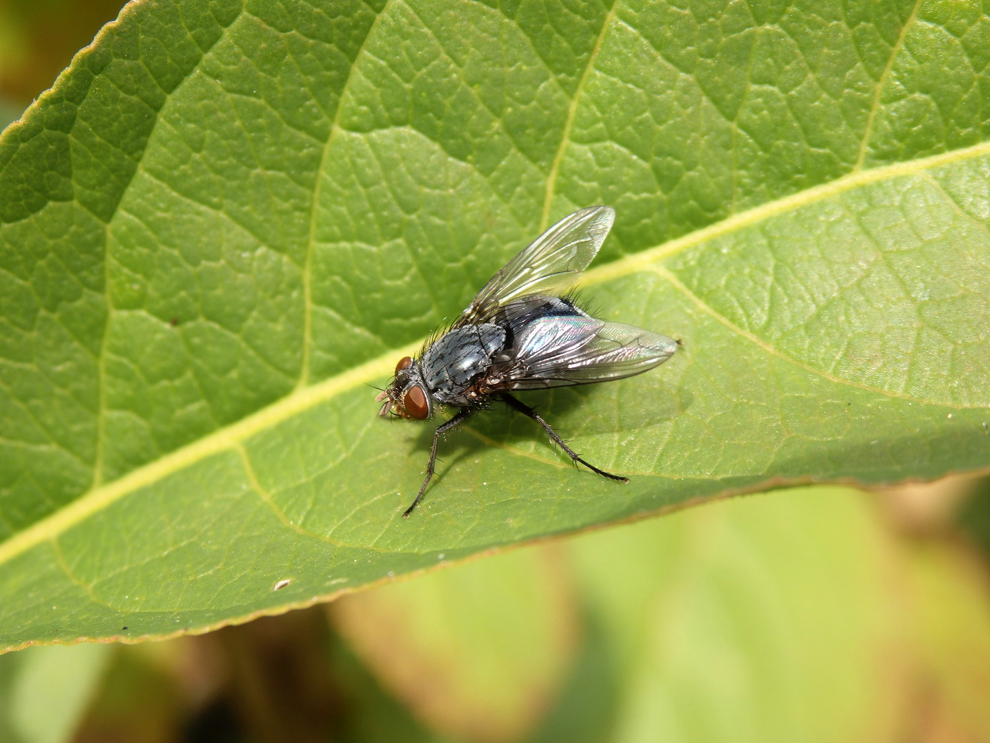 Blaue Schmeißfliege (Calliphora vicina)