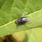 Blaue Schmeißfliege (Calliphora vicina)