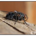 Blaue Schmeißfliege (Calliphora vomitoria) beim Sonnenbad