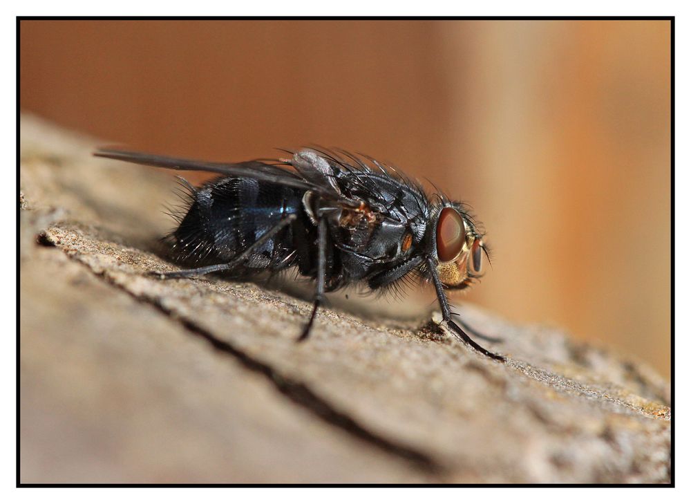 Blaue Schmeißfliege (Calliphora vomitoria) beim Sonnenbad