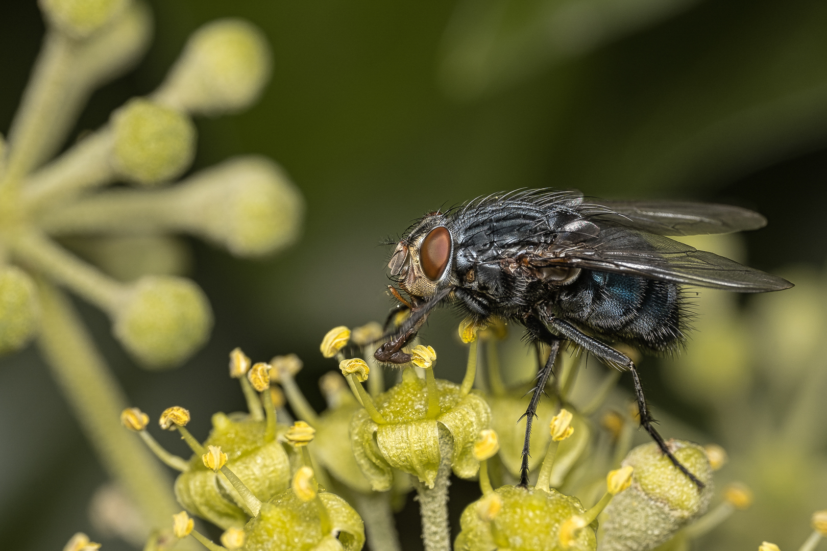 Blaue Schmeißfliege