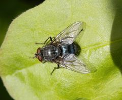 Blaue Schmeißfliege