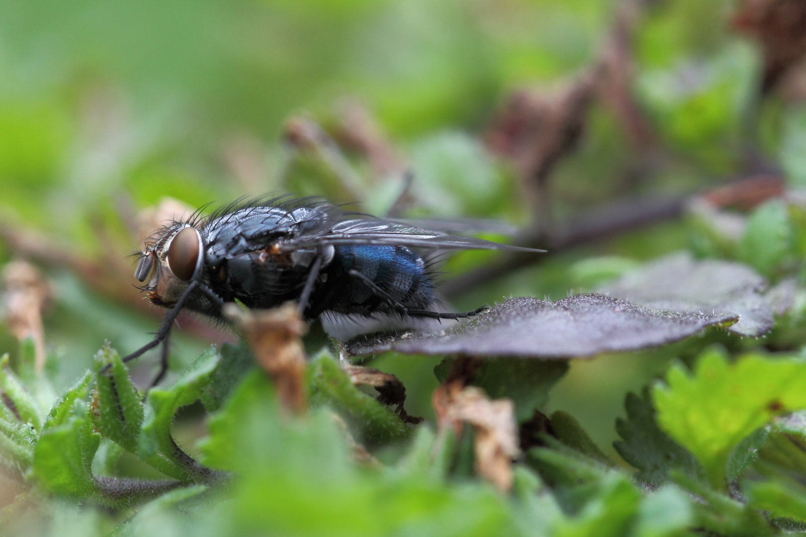 Blaue Schmeißfliege im Grünen