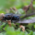 Blaue Schmeißfliege im Grünen