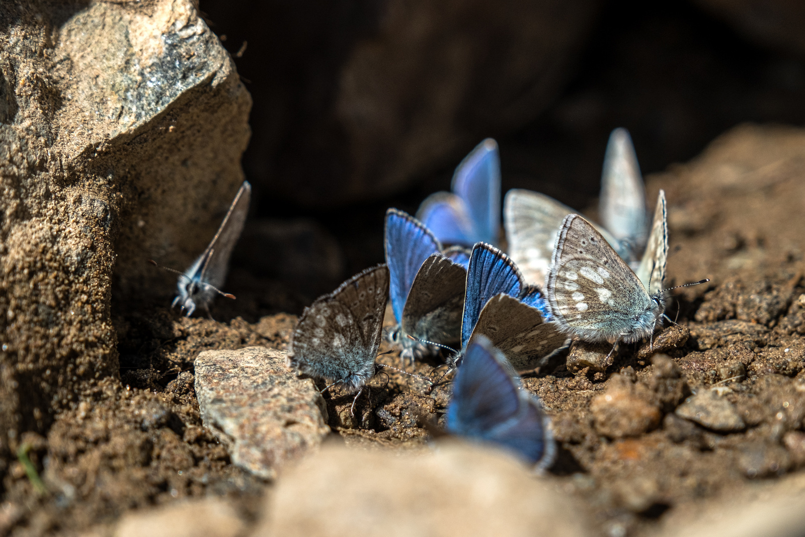 Blaue Schmetterlinge 