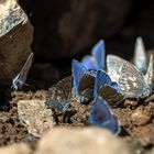 Blaue Schmetterlinge 