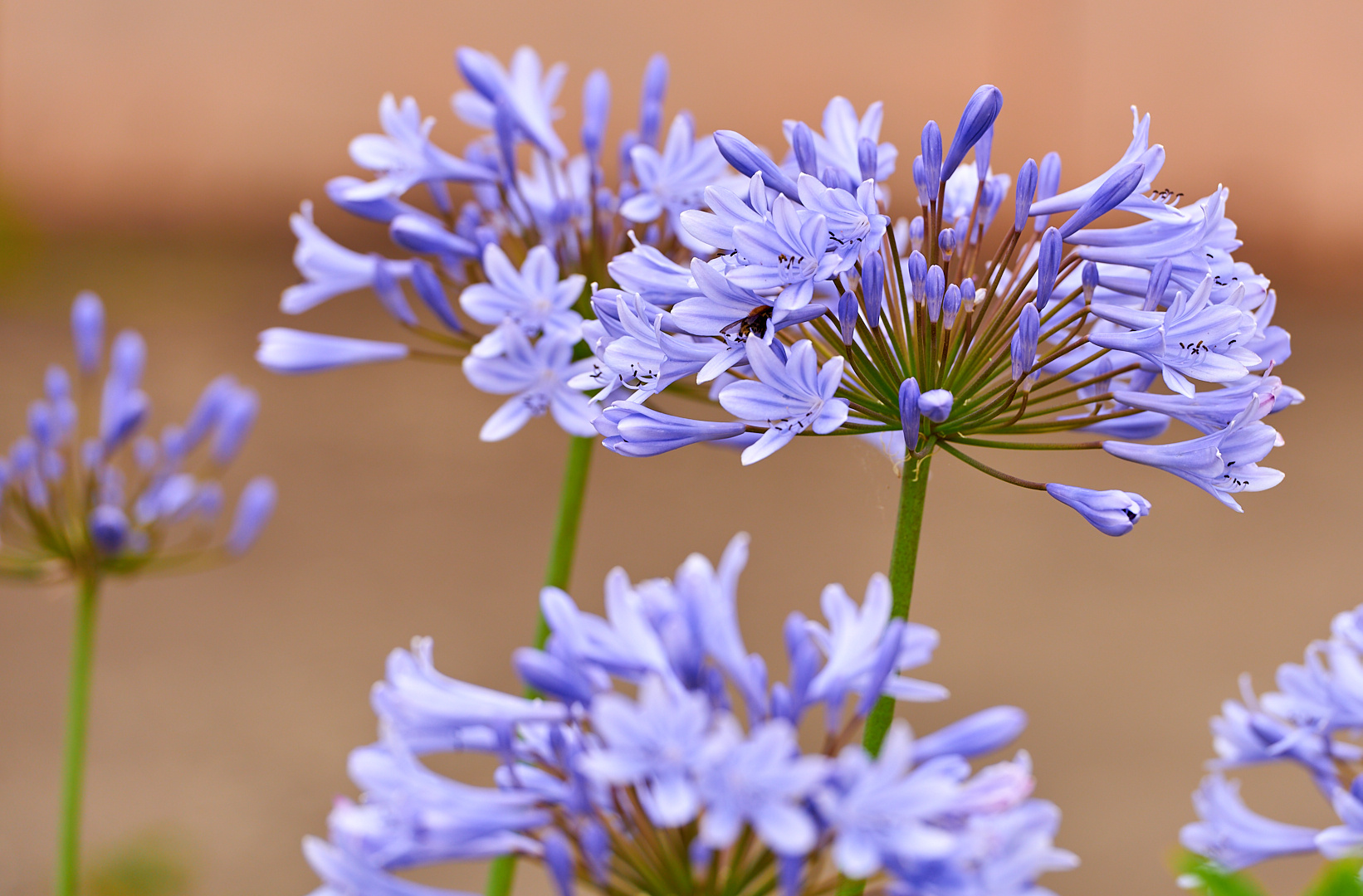 Blaue Schmucklilie, sogar mit Besucher... :-)