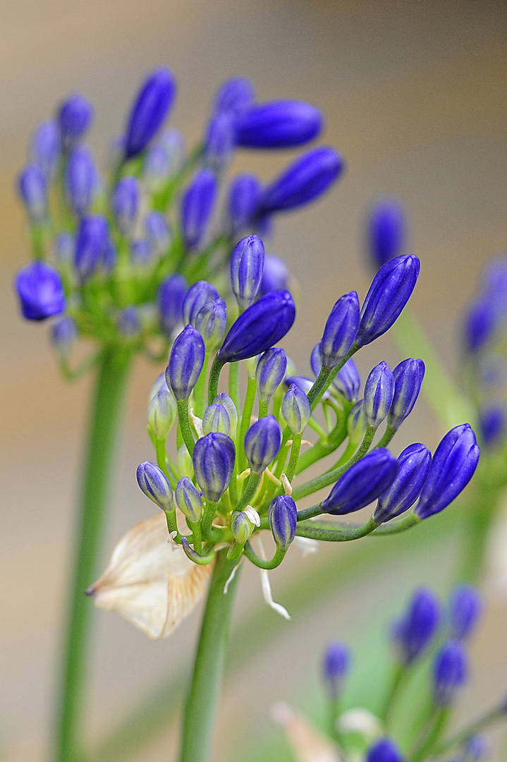 Blaue Schmucklilien (Agapanthus), leider etwas kümmerlich* :-(