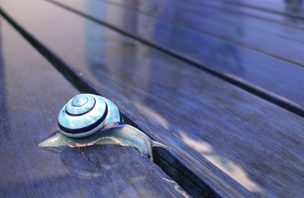 blaue Schnecke von jsi