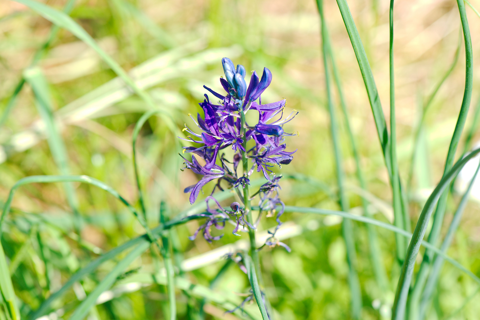 Blaue Schöne