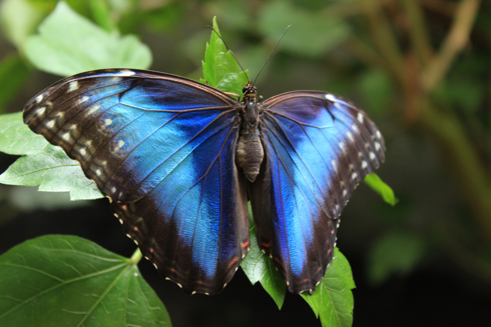 blaue Schönheit