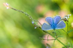 Blaue Schönheit