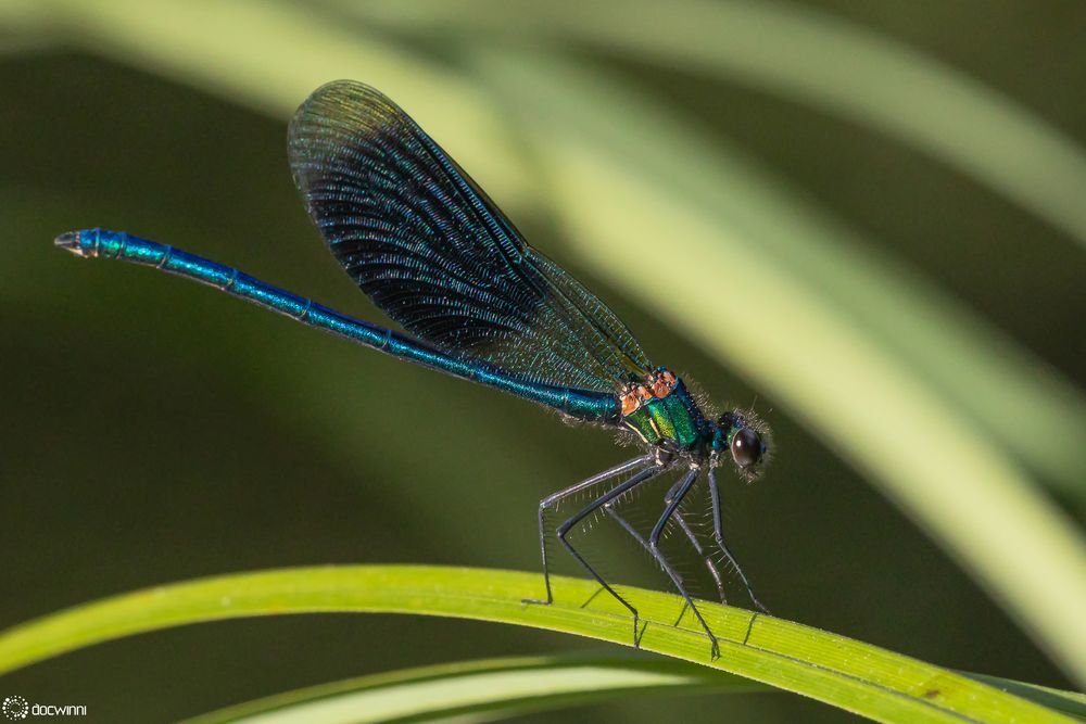 Blaue Schönheit