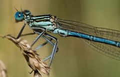 Blaue Schönheit 1