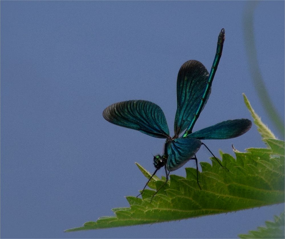 ..blaue Schönheit..