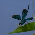 ..blaue Schönheit..