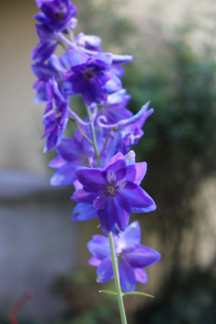 Blaue Schönheit