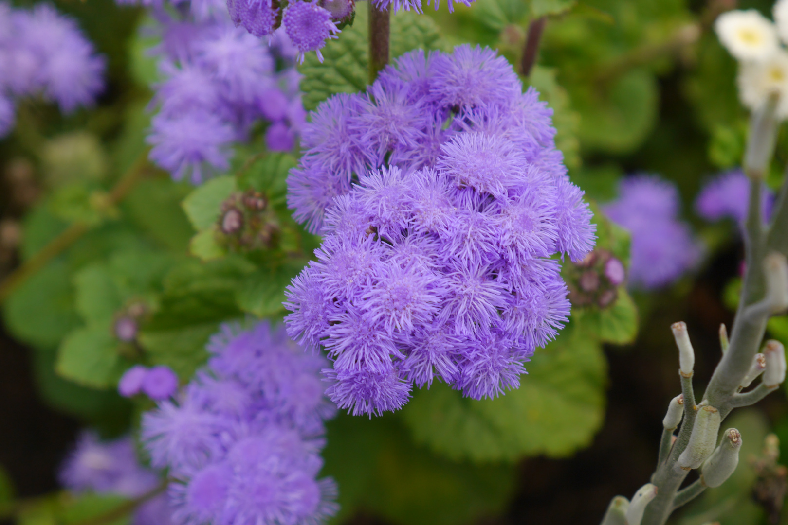 Blaue Schönheit